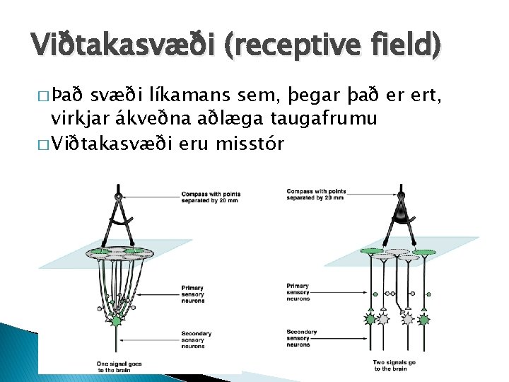 Viðtakasvæði (receptive field) � Það svæði líkamans sem, þegar það er ert, virkjar ákveðna