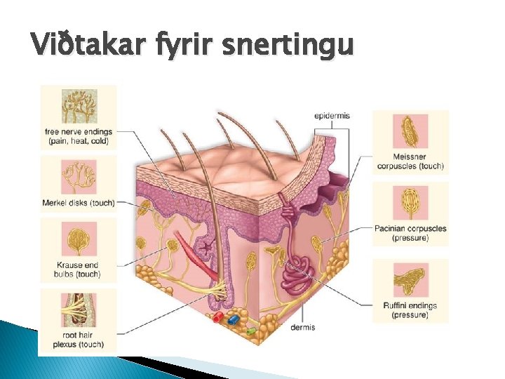 Viðtakar fyrir snertingu 