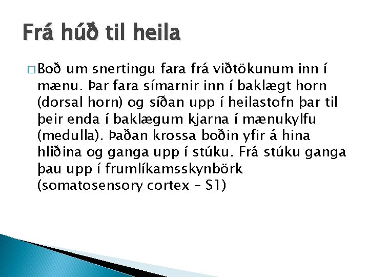 Frá húð til heila � Boð um snertingu fara frá viðtökunum inn í mænu.