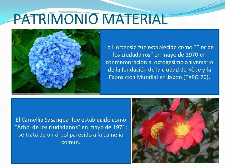 PATRIMONIO MATERIAL La Hortensia fue establecida como “Flor de los ciudadanos” en mayo de