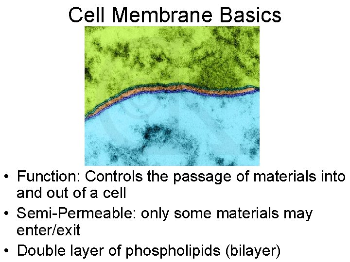 Cell Membrane Basics • Function: Controls the passage of materials into and out of Cell Membrane Basics • Function: Controls the passage of materials into and out of