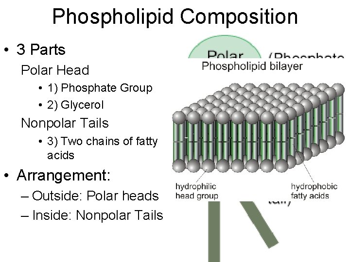 Phospholipid Composition • 3 Parts Polar Head • 1) Phosphate Group • 2) Glycerol Phospholipid Composition • 3 Parts Polar Head • 1) Phosphate Group • 2) Glycerol