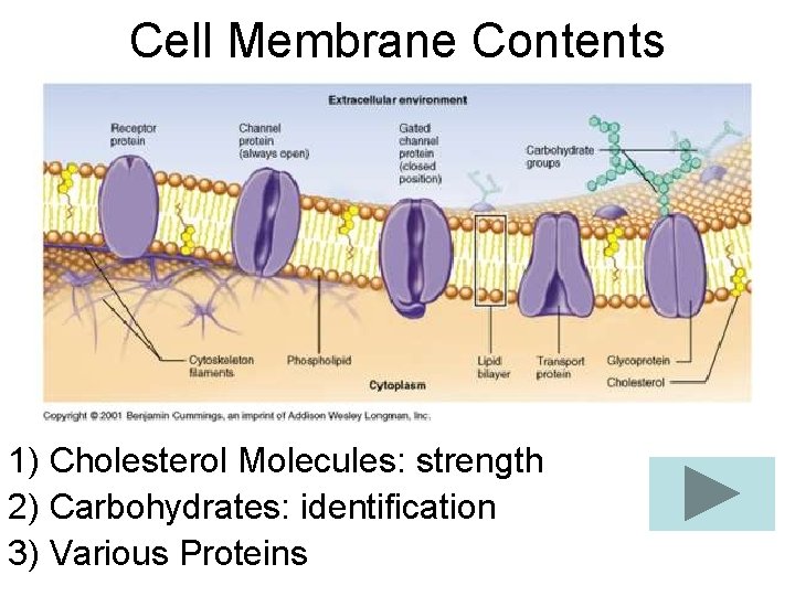 Cell Membrane Contents 1) Cholesterol Molecules: strength 2) Carbohydrates: identification 3) Various Proteins Cell Membrane Contents 1) Cholesterol Molecules: strength 2) Carbohydrates: identification 3) Various Proteins