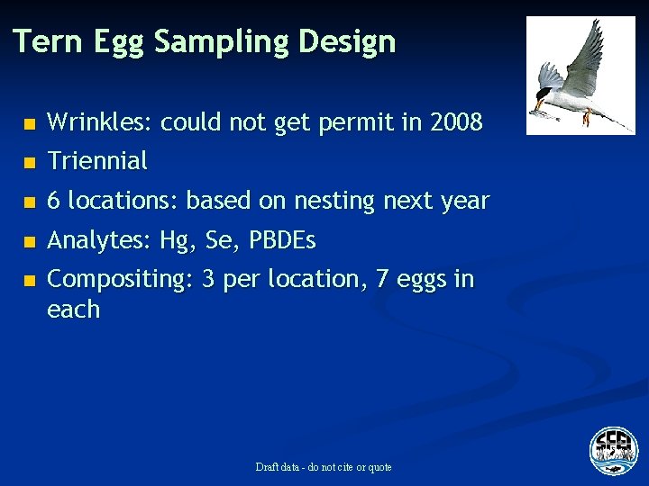 Tern Egg Sampling Design n Wrinkles: could not get permit in 2008 n Triennial