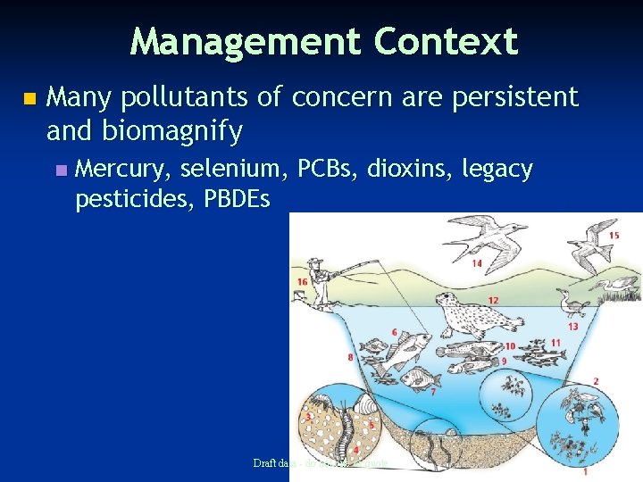 Management Context n Many pollutants of concern are persistent and biomagnify n Mercury, selenium,
