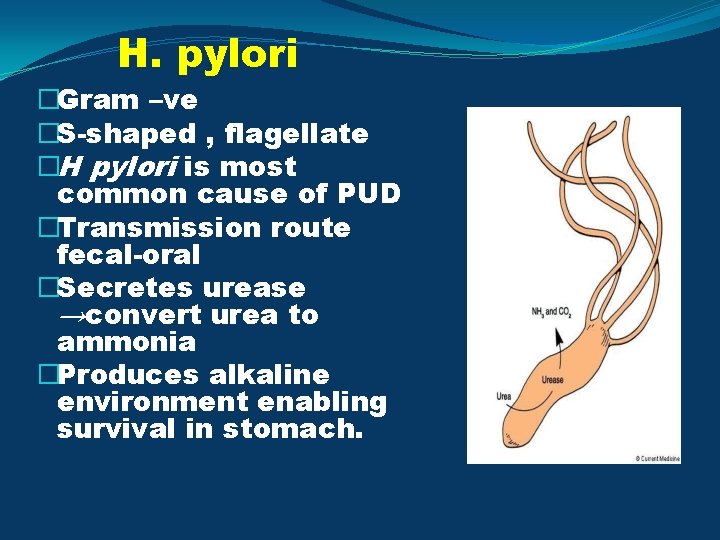 H. pylori �Gram –ve �S-shaped , flagellate �H pylori is most common cause of