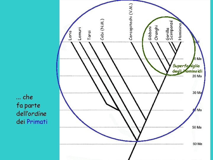 Superfamiglia degli Hominoidi . . . che fa parte dell’ordine dei Primati 