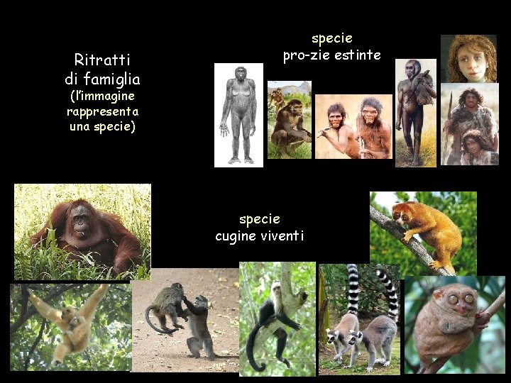 Ritratti di famiglia specie pro-zie estinte (l’immagine rappresenta una specie) specie cugine viventi 