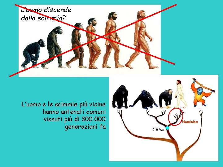 L’uomo discende dalla scimmia? L’uomo e le scimmie più vicine hanno antenati comuni vissuti