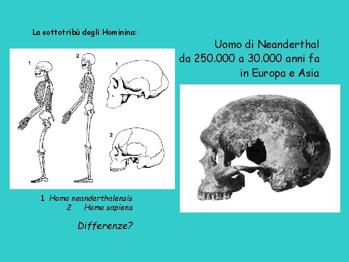La sottotribù degli Hominina: 1 Homo neanderthalensis 2 Homo sapiens Differenze? Uomo di Neanderthal