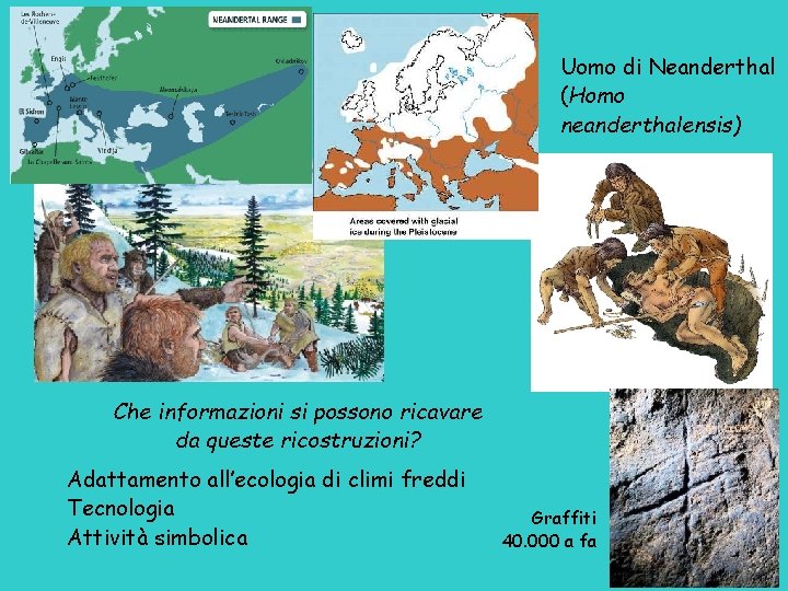 Uomo di Neanderthal (Homo neanderthalensis) Che informazioni si possono ricavare da queste ricostruzioni? Adattamento