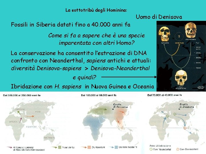 La sottotribù degli Hominina: Fossili in Siberia datati fino a 40. 000 anni fa