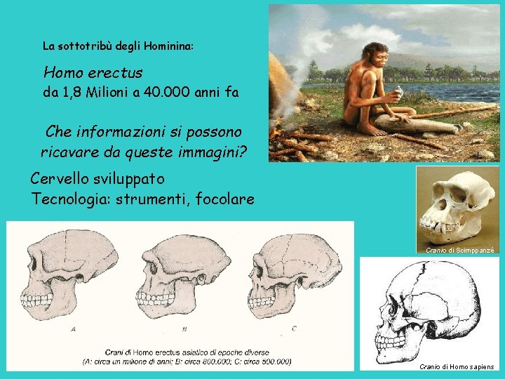 La sottotribù degli Hominina: Homo erectus da 1, 8 Milioni a 40. 000 anni
