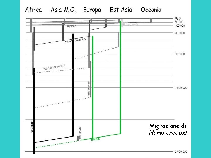 Migrazione di Homo erectus 