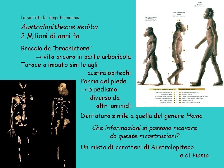 La sottotribù degli Hominina: Australopithecus sediba 2 Milioni di anni fa Braccia da “brachiatore”