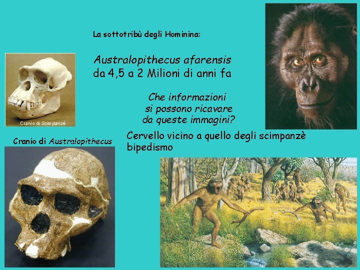 La sottotribù degli Hominina: Australopithecus afarensis da 4, 5 a 2 Milioni di anni