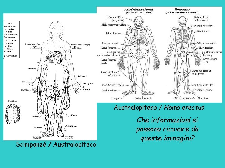 Australopiteco / Homo erectus Scimpanzé / Australopiteco Che informazioni si possono ricavare da queste