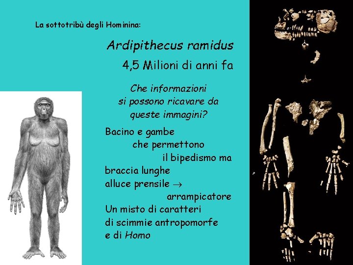 La sottotribù degli Hominina: Ardipithecus ramidus 4, 5 Milioni di anni fa Che informazioni