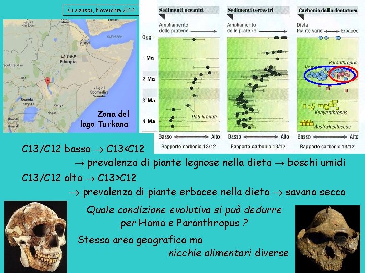 Le scienze, Novembre 2014 Zona del lago Turkana C 13/C 12 basso C 13<C