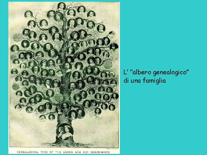 L’ “albero genealogico” di una famiglia 