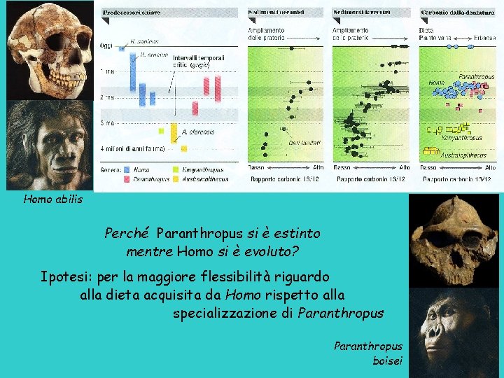 Homo abilis Perché Paranthropus si è estinto mentre Homo si è evoluto? Ipotesi: per