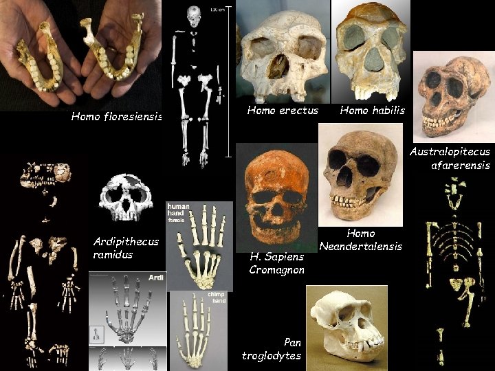Homo floresiensis Homo erectus Homo habilis Australopitecus afarerensis Ardipithecus ramidus H. Sapiens Cromagnon Pan