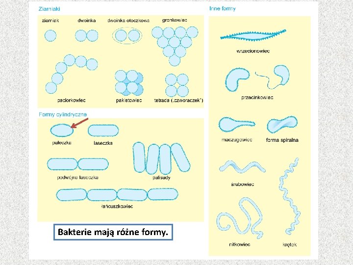 Bakterie mają różne formy. 