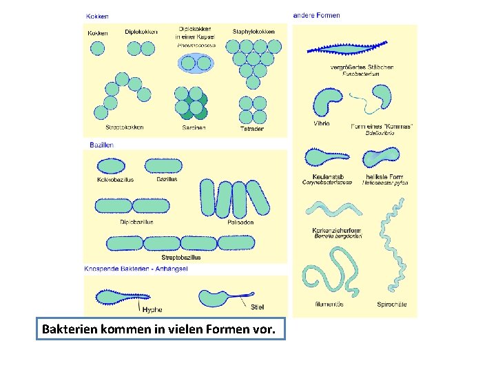 Bakterien kommen in vielen Formen vor. 