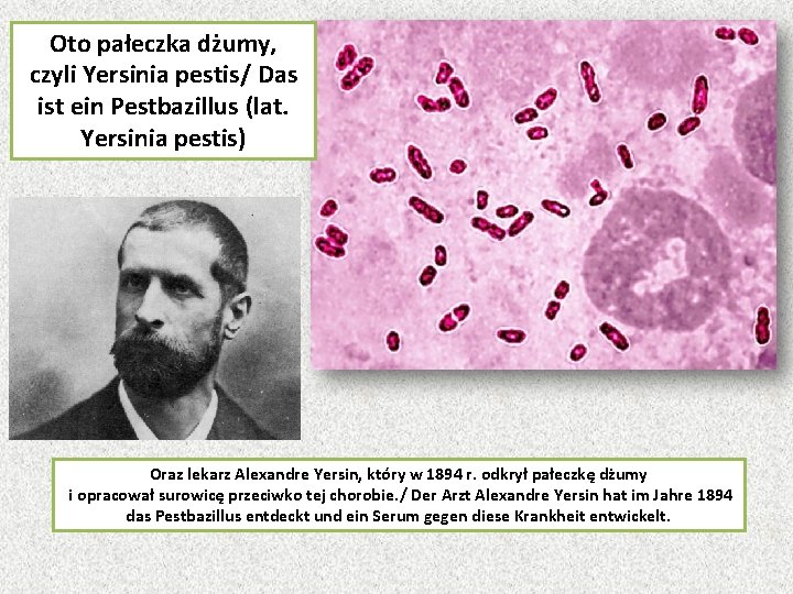 Oto pałeczka dżumy, czyli Yersinia pestis/ Das ist ein Pestbazillus (lat. Yersinia pestis) Oraz