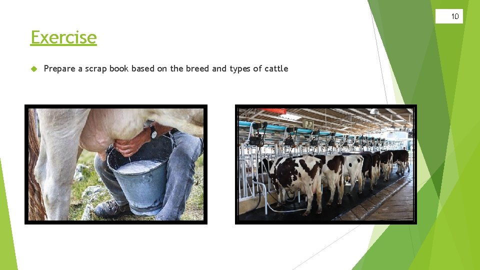 10 Exercise Prepare a scrap book based on the breed and types of cattle