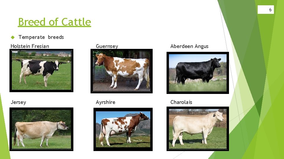 6 Breed of Cattle Temperate breeds Holstein Fresian Guernsey Aberdeen Angus Jersey Ayrshire Charolais