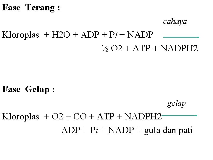 Fase Terang : cahaya Kloroplas + H 2 O + ADP + Pi +