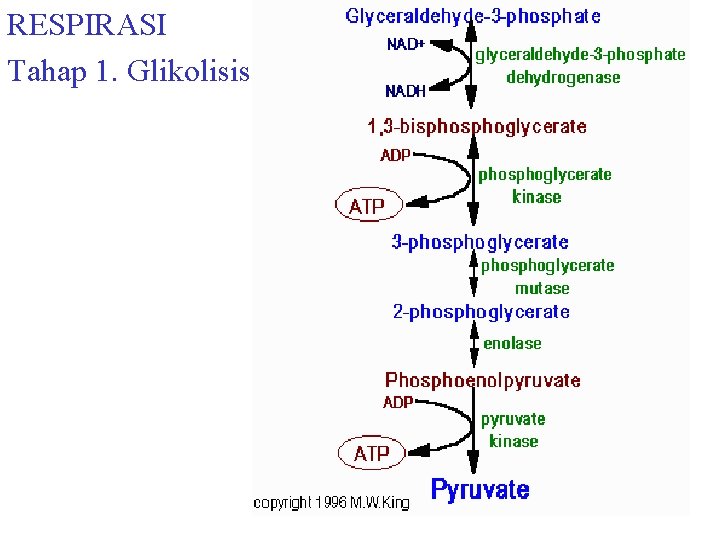 RESPIRASI Tahap 1. Glikolisis 