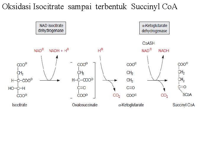 Oksidasi Isocitrate sampai terbentuk Succinyl Co. A 