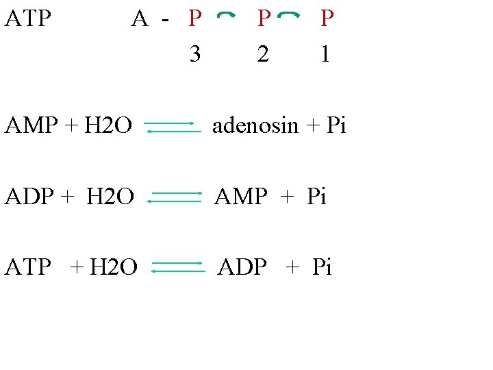ATP A - P 3 P 2 P 1 AMP + H 2 O