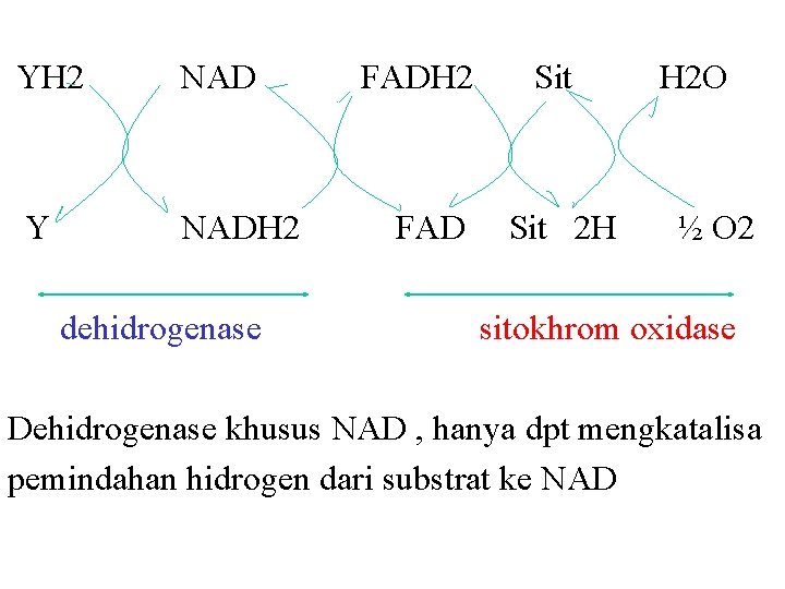 YH 2 NAD Y NADH 2 dehidrogenase FADH 2 FAD Sit 2 H H