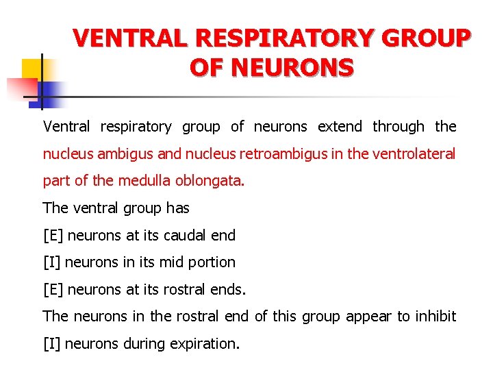 VENTRAL RESPIRATORY GROUP OF NEURONS Ventral respiratory group of neurons extend through the nucleus