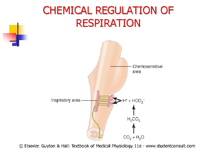 CHEMICAL REGULATION OF RESPIRATION 