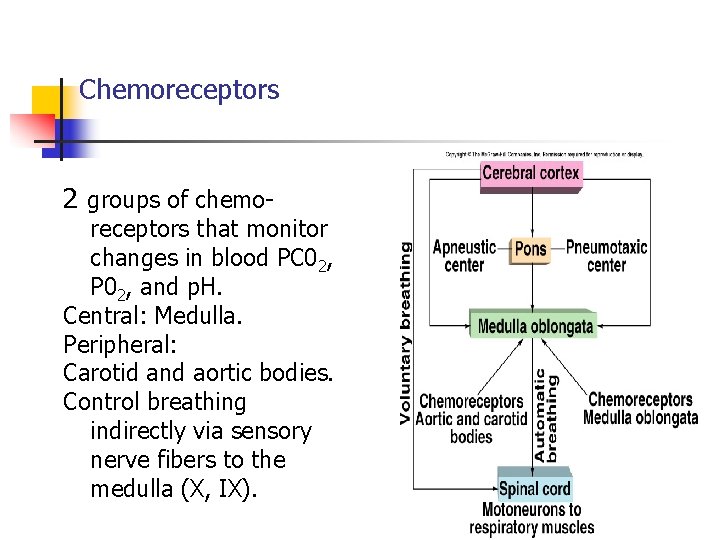 Chemoreceptors 2 groups of chemo- receptors that monitor changes in blood PC 02, P