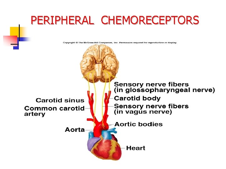 PERIPHERAL CHEMORECEPTORS 