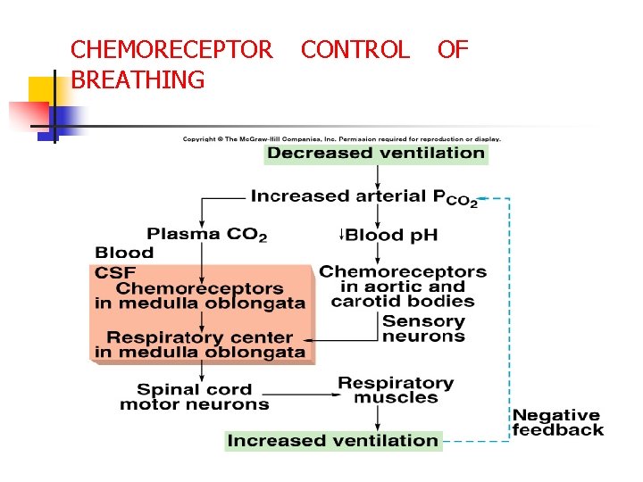 CHEMORECEPTOR CONTROL OF BREATHING 