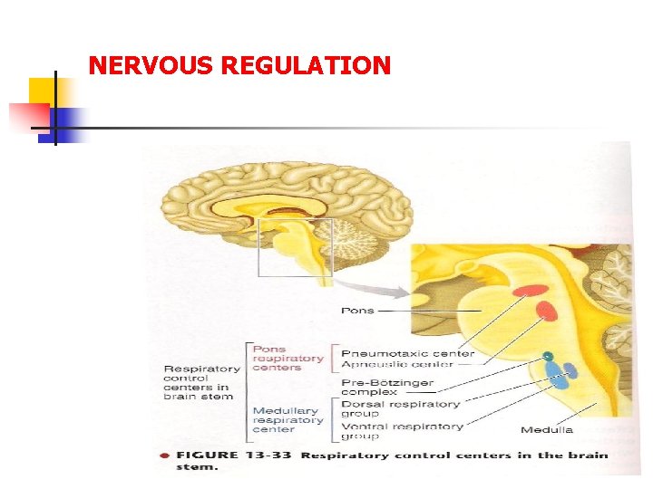 NERVOUS REGULATION 