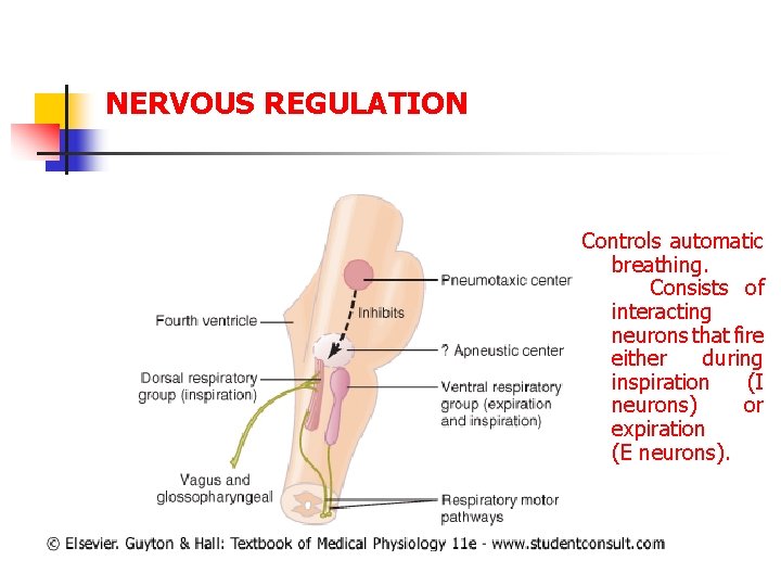 NERVOUS REGULATION Controls automatic breathing. Consists of interacting neurons that fire either during inspiration