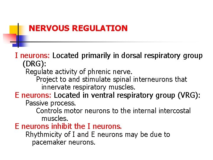 NERVOUS REGULATION I neurons: Located primarily in dorsal respiratory group (DRG): Regulate activity of