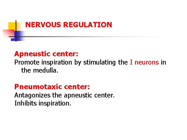 NERVOUS REGULATION Apneustic center: Promote inspiration by stimulating the I neurons in the medulla.