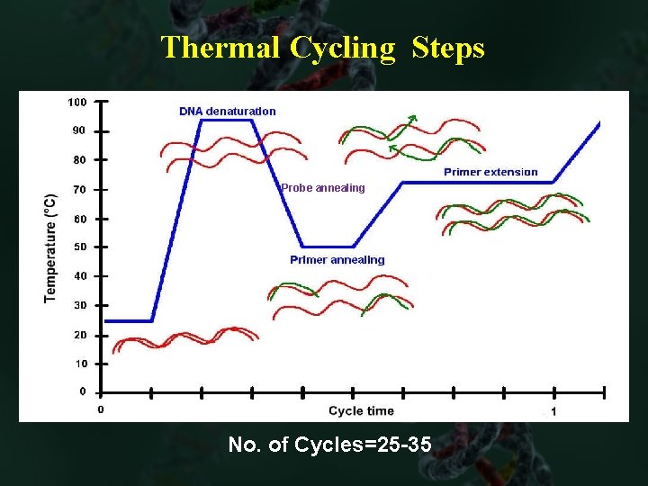 Thermal Cycling Steps Probe annealing No. of Cycles=25 -35 