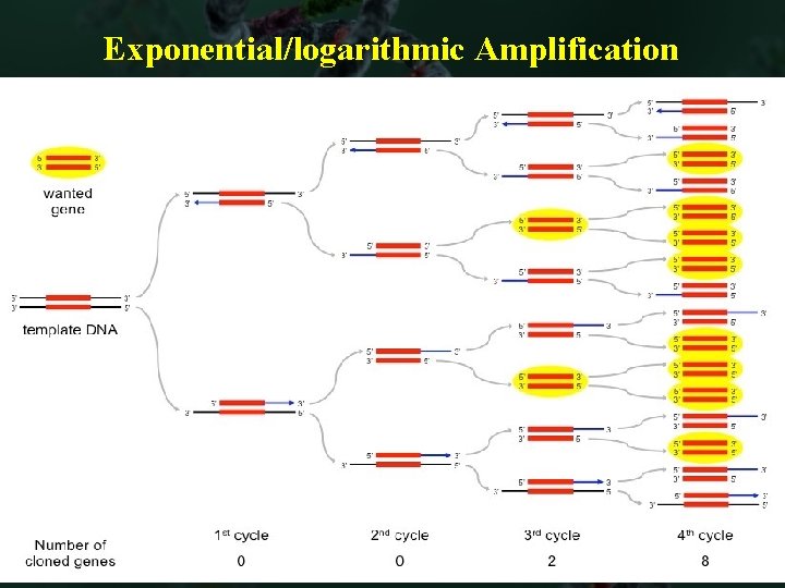 Exponential/logarithmic Amplification 