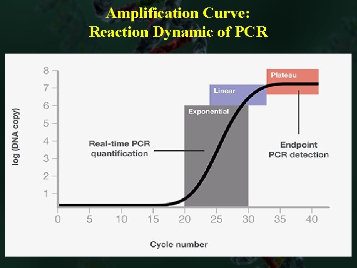Amplification Curve: Reaction Dynamic of PCR 