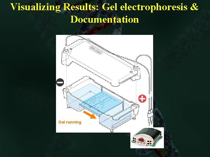 Visualizing Results: Gel electrophoresis & Documentation Gel running 