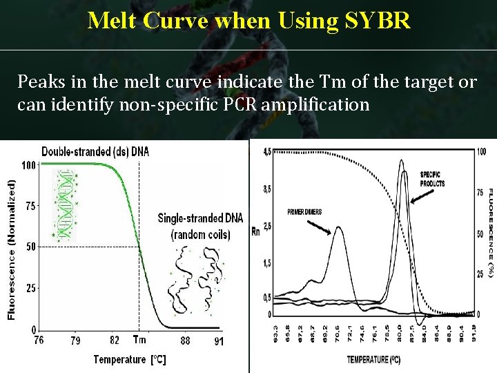 Melt Curve when Using SYBR Peaks in the melt curve indicate the Tm of